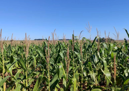 Milho segunda safra mantém cenário favorável em Mato Grosso do Sul