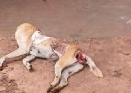 Cadela morre após agressões e tutor é preso em flagrante em MS