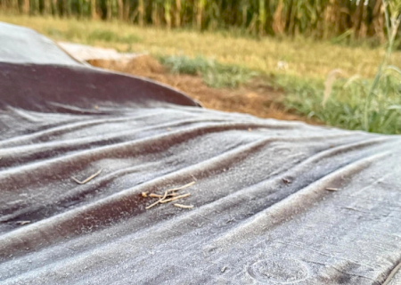 Seis cidades de Mato Grosso do Sul tiveram geada na madrugada mais fria do ano