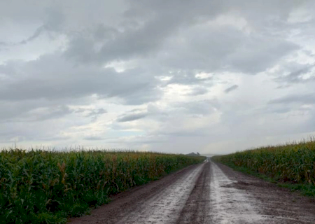 Chuva atrasa o avanço da colheita do milho em Mato Grosso do Sul