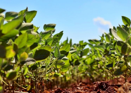 Valor Bruto da Produção agropecuária alcança R$ 1,4 trilhão em maio