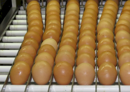Consumo de ovos deve crescer 6% no Brasil e chegar a 307 por pessoa em 2026