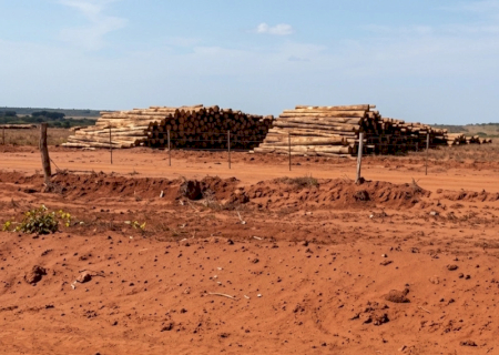 Impactos de plantações de eucalipto em municípios do Leste viram alvos do MP