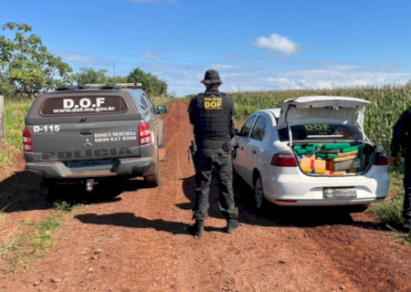 Polícia apreende R$ 2 milhões em maconha após denúncia de funcionário de fazenda