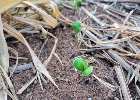 Previsão indica mais chuva, mas calor preocupa para o início da safra de soja em MS