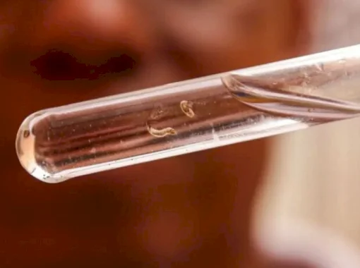 Fátima do Sul ultrapassa Dourados em confirmações de chikungunya