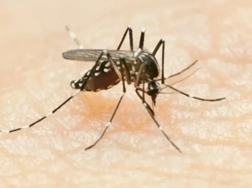 Dourados registra alta taxa de positividade e 3,5 mil casos prováveis de chikungunya