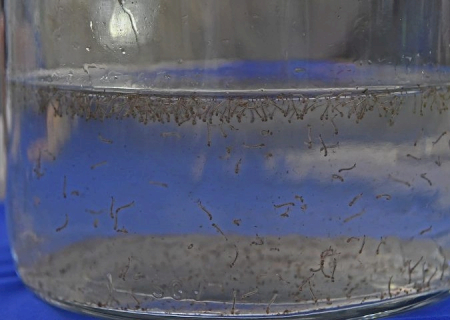 Mato Grosso do Sul registra 804 casos confirmados de dengue