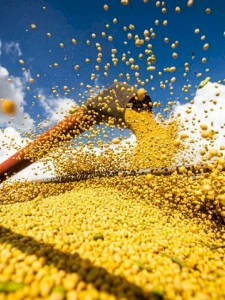 Veja a situação da colheita da safra 2024/25 de arroz, milho e soja