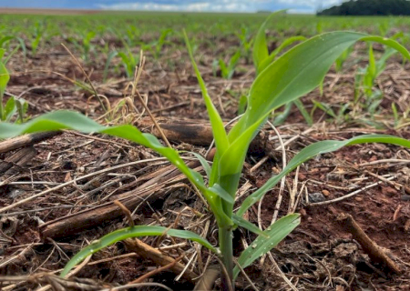 Plantio do milho segunda safra 2024/2025 avança em Mato Grosso do Sul