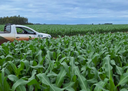 Região Norte é a mais avançada no plantio do milho segunda safra 2024/2025