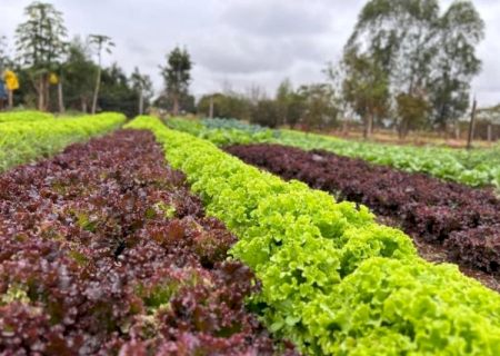 Parceria entre Famasul e Suzano auxilia famílias a superar a linha da pobreza
