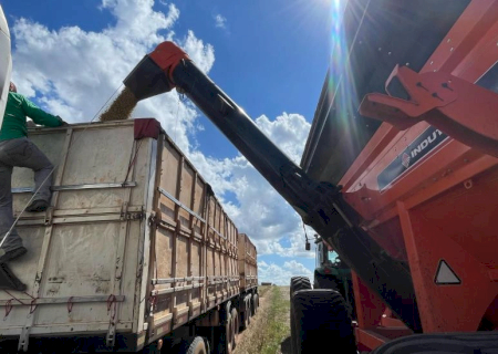 Colheita da safra de soja 2024/2025 alcançou 99,1% da área total em MS