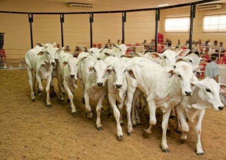 Leilões devem movimentar R$ 25 milhões na Expoagro 2025