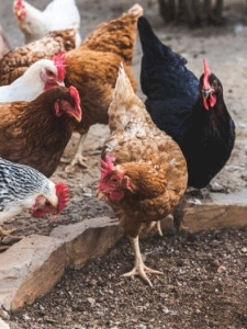 Agraer, Embrapa e Iagro reforçam prevenção à gripe aviária na agricultura familiar