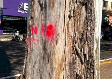 Prefeitura Inicia Plano de Arborizaçâo Para Tornar Dourados Mais Verdes e SEGURA