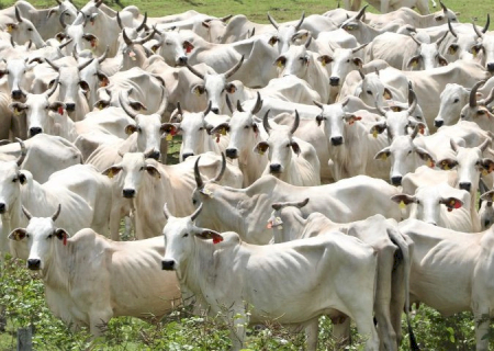 Pantanal terá plano de fortalecimento em MS para todas as cadeias pecuárias