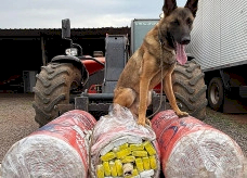 Operação conjunta apreende entorpecentes em transportadora da Capital