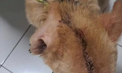 Pedreiro é preso em flagrante após agredir cachorro golpes de enxada em Dourados