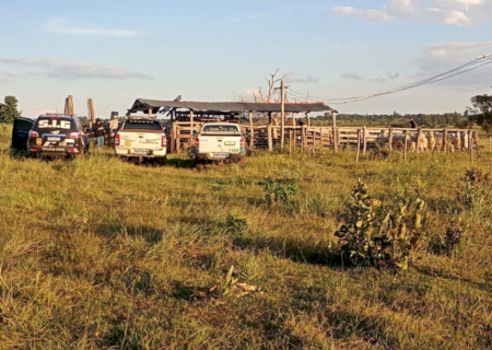 Pai e filho são presos 2 vezes em 48 horas por receptação de bovinos em MS