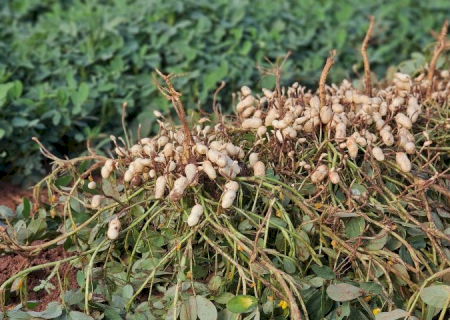 Vale da Celulose abre espaço para a diversificação com citrus e amendoim