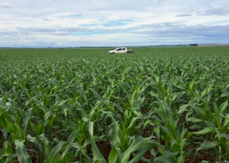Milho na 2ª safra tem estimativa de produção de cerca de 11 milhões de toneladas