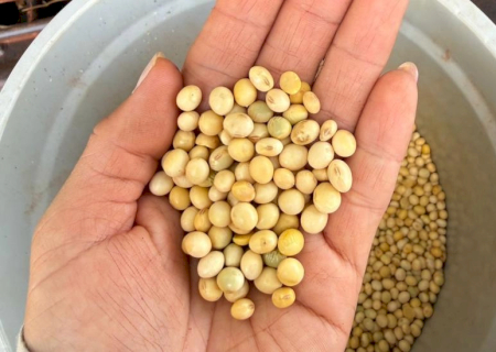 Soja supera 43% de colheita e plantio do milho avança em MS sob alerta climático