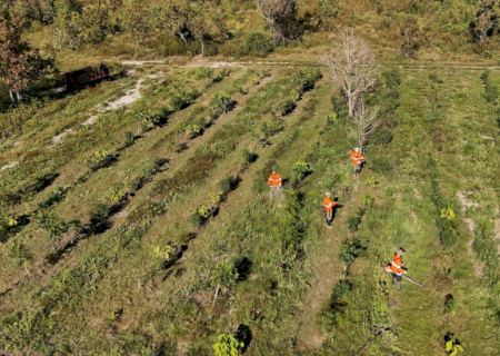 Para preservar o Pantanal, PSA Brigadas destinou mais de R$ 6,1 milhões para diferentes projetos sustentáveis