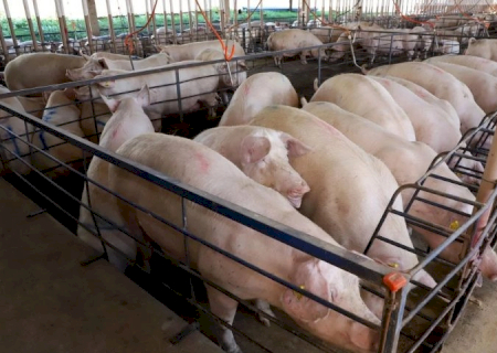 Suinocultura avança com crescimento de 50% e R$ 300 milhões em incentivos em MS