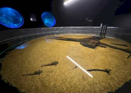 Bioparque Pantanal resgata peixes afetados pela decoada e fortalece pesquisas científicas