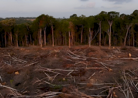 Justiça de MS apura desmate 61 hectares de vegetação nativa em Amambai