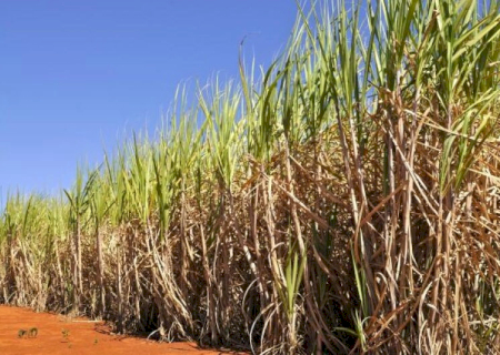Conab estima produção de cana-de-açúcar em 673,2 milhões de toneladas