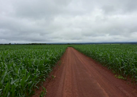 Colheita da soja se aproxima do fim e plantio do milho alcança 99,5% da área estimada