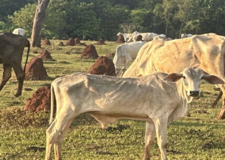 MPMS apura maus-tratos após polícia flagrar bovinos em situação de extrema magreza em fazenda