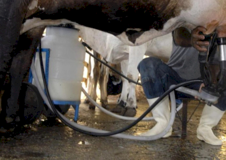 Produção de leite bate recorde mesmo com redução de vacas ordenhadas