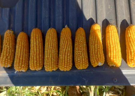 Mato Grosso do Sul produz 16,2 milhões de toneladas de milho na safra 25/26