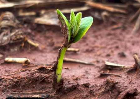Plantio da soja avança em MS com atenção às condições climáticas